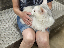 Female maine coon for sale