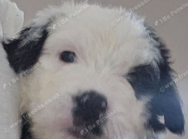 Old english sheepdog puppys