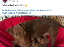 Patterdale Terrier puppies