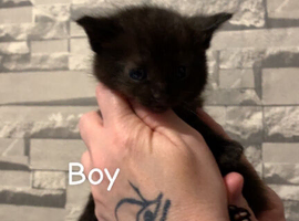 Rag doll  kittens
