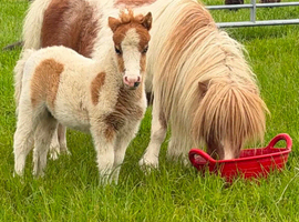 Registered mini filly