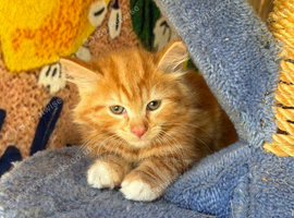 Ginger and tortoiseshell kittens