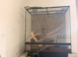 Female royal python