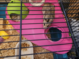 Syrian hamster