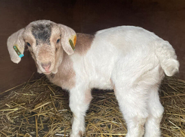Kid goats for sale