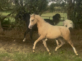 Welsh part bred filly