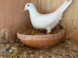 Pure white racer hen