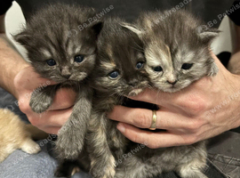 Stunning Persian Kittens - Ready Soon