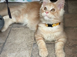 Pedigree Maine Coon