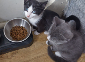 Male kitten left