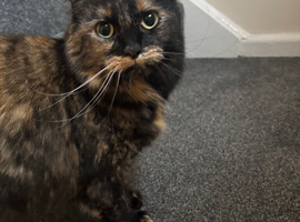 Three year-old female