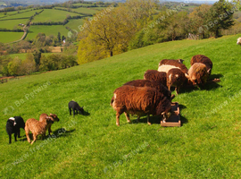 flock of 20 organically raised sheep
