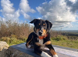 1 year old border collie x australian kelpie