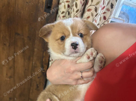KC Registered Corgi Puppies for sale for champion Bloodlines