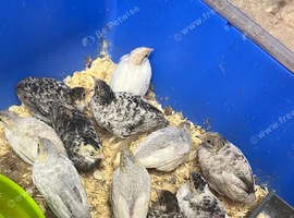 Chinese Painted Quail