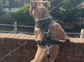 3 year old mixed breed bully stud