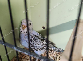 2026 Baby Budgies Ready To Leave &zwj;