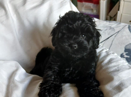 Lhasapoo puppy