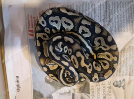 Phantom pastel female