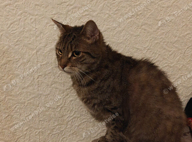 Male cat to rehome asap