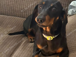 Girl miniature dachshund