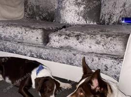 Female border collie age 3  and male springer spaniel x border collie age 2