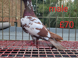 Racing Pigeons For Sale Mulemans