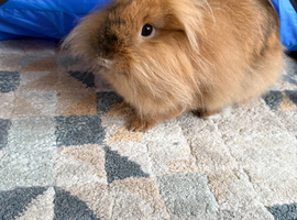 Mini Lop, Lion Head