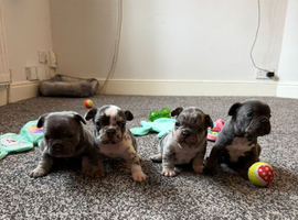 K.c French bulldog