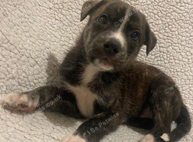 10 beautiful lurcher puppies