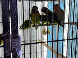 Baby lovebirds Glasgow