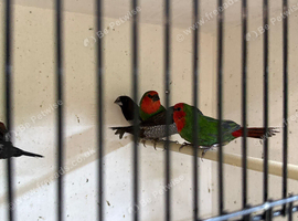 Red faced parrot finch