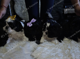 Shih Tzu puppies for sale