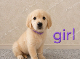 Beautiful Golden retriever puppies from health tested parents