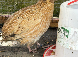 1x male quail