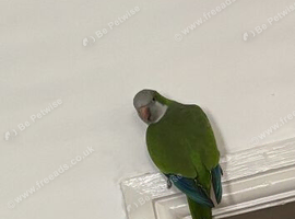 4 Quaker for sale