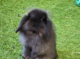 Beautiful Mini Lion Lop - ONE LEFT