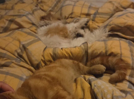 Ginger boy