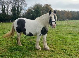 Gorgeous Heavy weight cob