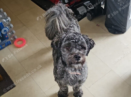 9 month old shihpoo, Coco