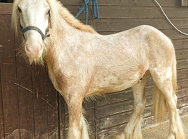 Mini gypsy cob passported