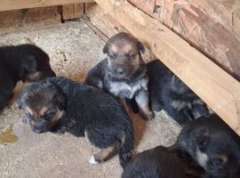 Gorgeous German Shepherd puppies