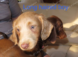 Dachshund