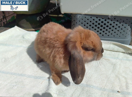 Pretty Female & Male Minilop Baby Rabbits