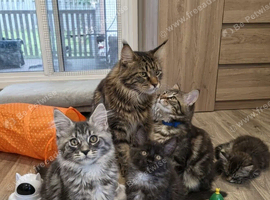 Maine Coon Kittens