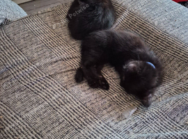 1 black male kitten
