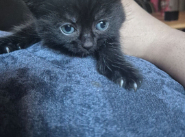 Beautiful fluffy kittens