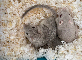 Adorable Gerbils for sale