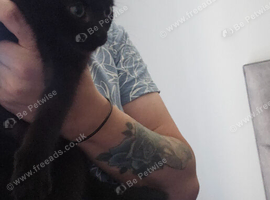 BRITISH LONGHAIR BLACK BOY FOR SALE
