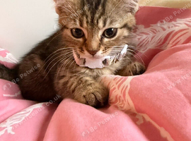 Female bengal kitten 10week old